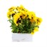 Pansy F1 Yellow With Blotch 6 Pack Boxed BeddingAlternative Image2