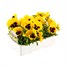 Pansy F1 Yellow With Blotch 6 Pack Boxed Bedding Alternative Image