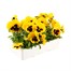 Pansy F1 Yellow With Blotch 6 Pack Boxed Bedding Alternative Image