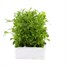 Lobelia White Lady (Bush) 12 Pack Boxed BeddingAlternative Image1