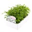 Lobelia White Lady (Bush) 12 Pack Boxed BeddingAlternative Image2