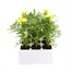 Marigold French Durango Lemon Zest 12 Pack Boxed BeddingAlternative Image2