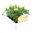 Marigold French Durango Lemon Zest 12 Pack Boxed BeddingAlternative Image3