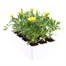 Marigold French Durango Lemon Zest 12 Pack Boxed BeddingAlternative Image4