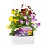 Viola F1 Penny Lane Mixed 6 Pack Boxed BeddingAlternative Image1