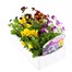 Viola F1 Penny Lane Mixed 6 Pack Boxed BeddingAlternative Image3