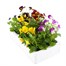 Viola F1 Penny Lane Mixed 6 Pack Boxed BeddingAlternative Image4