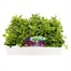 Lobelia Bush Mixed 20 Pack Boxed BeddingAlternative Image1