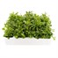 Lobelia Bush Mixed 20 Pack Boxed BeddingAlternative Image2