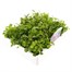 Lobelia Bush Mixed 20 Pack Boxed BeddingAlternative Image3