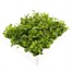 Lobelia Bush Mixed 20 Pack Boxed BeddingAlternative Image4