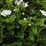 Bacopa Collection White 6 Pack Boxed BeddingAlternative Image1