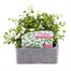 Bacopa Collection White 6 Pack Boxed BeddingAlternative Image2