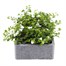 Bacopa Collection White 6 Pack Boxed BeddingAlternative Image3
