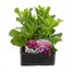 Osteospermum Passion Mixed 6 Pack Boxed BeddingAlternative Image1