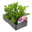 Osteospermum Passion Mixed 6 Pack Boxed BeddingAlternative Image3