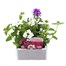 Verbena Trailing Collection 6 Pack Boxed BeddingAlternative Image2