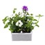 Verbena Trailing Collection 6 Pack Boxed BeddingAlternative Image3