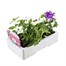 Verbena Trailing Collection 6 Pack Boxed BeddingAlternative Image4