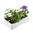 Verbena Trailing Collection 6 Pack Boxed BeddingAlternative Image5