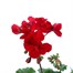 Geranium Upright - Tango Velvet Red (6 x 10.5cm pots)Alternative Image2