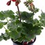 Geranium Upright - Tango Velvet Red (6 x 10.5cm pots)Alternative Image1