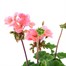 Geranium Upright - Tango Light Pink (6 x 10.5cm pots)Alternative Image2