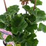 Geranium Upright - Tango Light Pink (6 x 10.5cm pots)Alternative Image1