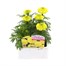 Marigold African Antigua Primrose 6 Pack Boxed BeddingAlternative Image1