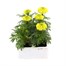 Marigold African Antigua Primrose 6 Pack Boxed BeddingAlternative Image2