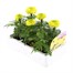 Marigold African Antigua Primrose 6 Pack Boxed BeddingAlternative Image3