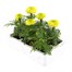 Marigold African Antigua Primrose 6 Pack Boxed BeddingAlternative Image4