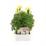 Marigold African F1 Vanilla 6 Pack Boxed BeddingAlternative Image1