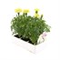 Marigold African F1 Vanilla 6 Pack Boxed BeddingAlternative Image3