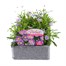 Brachycome Mauve Delight 6 Pack Boxed BeddingAlternative Image1