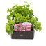 Geranium Ivy Leaf Tornado Mix 6 Pack Boxed BeddingAlternative Image1