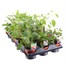 A Lucky Dip Selection! Upright Fuchsia - 15 x 10.5cm TrayAlternative Image1