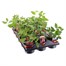 A Lucky Dip Selection! Trailing Fuchsia - 15 x 10.5cm TrayAlternative Image1