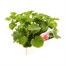 Geranium Mixed 15 Pack Boxed BeddingAlternative Image4