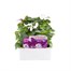 Impatiens F1 Cool Water Mixed 6 Pack Boxed BeddingAlternative Image1