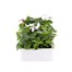 Impatiens F1 Cool Water Mixed 6 Pack Boxed BeddingAlternative Image2