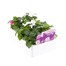 Impatiens F1 Cool Water Mixed 6 Pack Boxed BeddingAlternative Image3