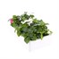 Impatiens F1 Cool Water Mixed 6 Pack Boxed BeddingAlternative Image4