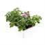 Impatiens F1 Lilac Blue 6 Pack Boxed BeddingAlternative Image5