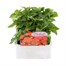 Impatiens F1 Orange 6 Pack Boxed BeddingAlternative Image1