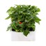 Impatiens F1 Orange 6 Pack Boxed BeddingAlternative Image2