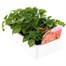 Impatiens F1 Orange 6 Pack Boxed BeddingAlternative Image3