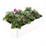 Impatiens F1 Rose 6 Pack Boxed BeddingAlternative Image5