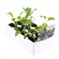 Broccoli Purple Sprouting 12 Pack Boxed VegetablesAlternative Image3