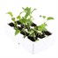 Broccoli Purple Sprouting 12 Pack Boxed VegetablesAlternative Image4